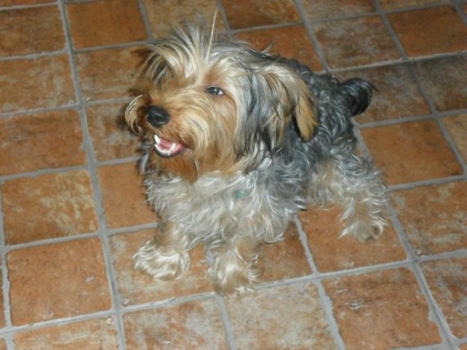 Es un yorkie mas grande de lo comun, pesa 6 kilos el chanchi, pero es lo mas hermoso que me paso en la vida, es un dulce total y re sociable con todos los animales